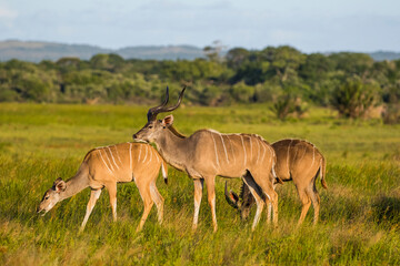Kudu usually travel in crowded herds at the Isimangaliso Wetland Park in South Africa