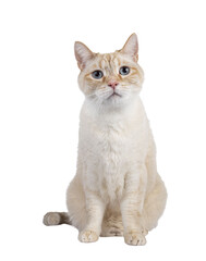 Gentle orange house cat, sitting up facing front. Looking curiously up with mesmerizing blue eyes. Isolated cutout on a transparent background.