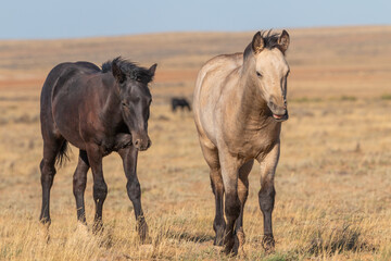 Wild Horses in Autumn in the Wyoming Desert