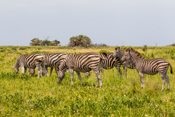 The zebras are the sine qua non of the African savanna and are a very good prey for predators.