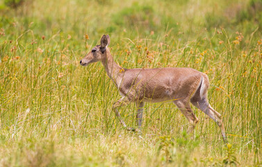 The southern reedbuck, rietbok or common reedbuck (Redunca arundinum) are live in Africa. They are also lives in Isimangaliso Wetland Park.