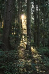 Obraz premium W lesie