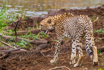 Cheetah (Acinonyx jubatus) is an interesting member of the feline family and is known for its fast running. Today, most of the species lives in South and East Africa. They are lives in Africa's Parks
