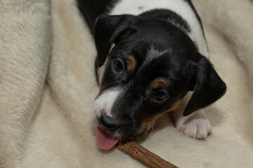 Cute 6 week old Jack Russell Terrier puppy lying in a basket chewing