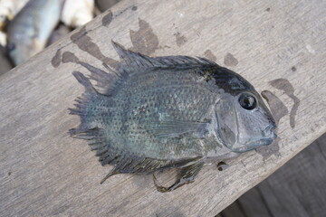 Cichlids  are fish from the family Cichlidae in the order Cichliformes. Lake Mamori, Amazonas – Brazil.