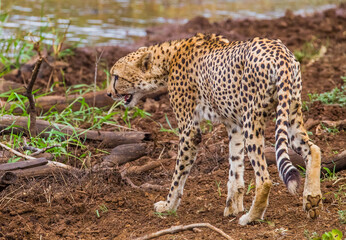 Cheetah (Acinonyx jubatus) is an interesting member of the feline family and is known for its fast running. Today, most of the species lives in South and East Africa. They are lives in Africa's Parks