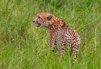 Cheetah (Acinonyx jubatus) is an interesting member of the feline family and is known for its fast running. Today, most of the species lives in South and East Africa. They are lives in Africa's Parks