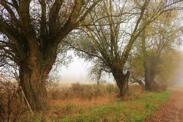 Wierzby we mgle © Ireneusz