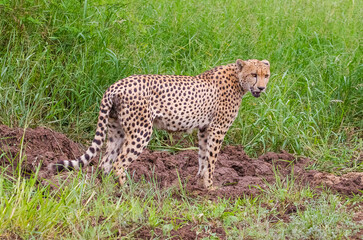 Cheetah (Acinonyx jubatus) is an interesting member of the feline family and is known for its fast running. Today, most of the species lives in South and East Africa. They are lives in Africa's Parks