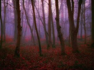 Gloomy autumn forest in the morning fog. Dark forest in late autumn. Mystic paranormal woods.