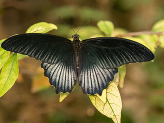 black and white butterfly on leaf