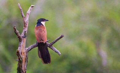 Burchell's coucal (Centropus burchellii) is a cuckoo species in the Cuculidae family. It is found in sub-Saharan Africa.