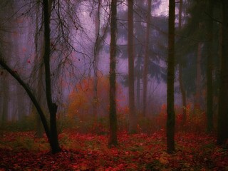 Gloomy autumn forest in the morning fog. Dark forest in late autumn. Mystic paranormal woods.