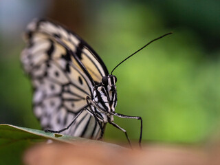 close up macro portrait of a butterfly on leaf
