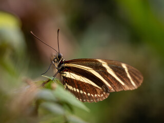 striped butterfly on a leaf