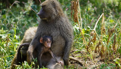 A baby baboon enjoys the protection of her mother.