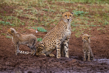 A large number of Cheetahs are found in the Sungulwane private game reserve, near the city of Durban in South Africa. This cheetah is also busy raising its 3 cubs.