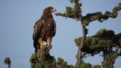  A close up of a tawny eagle sitting on a branch.