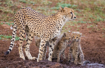 A large number of Cheetahs are found in the Sungulwane private game reserve, near the city of Durban in South Africa. This cheetah is also busy raising its 3 cubs.