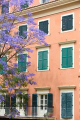 Naklejka premium Jacaranda trees in Corfu, Greece