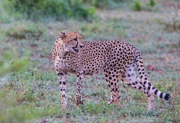 Cheetah (Acinonyx jubatus) is an interesting member of the feline family and is known for its fast running. Today, most of the species lives in South and East Africa. They are lives in Africa's Parks