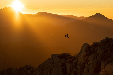 bird and sunrise in the mountains