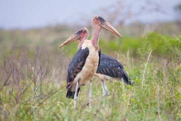 Marabou stork (Leptoptilos crumeniferus) is a bird living in Africa in the south of the Sahara.