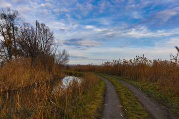 The landscape around the pond. Muddy dirt road and reeds. There are dramatic clouds in the sky.