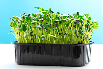 Sunflower microgreens in a plastic tray. Microgreen sprouts are healthy and fresh food. Germination...