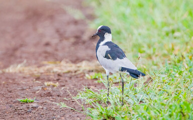 Blacksmith lapwing (Vanellus armatus) is a bird that spreads from Kenya and Tanzania to south and southwest Africa.