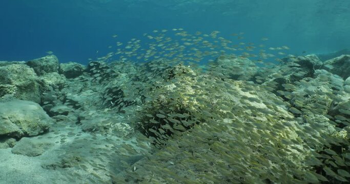 juvenile fish group eating the algae on the stones underwater fish school Siganus luridus Dusky spinefoot 