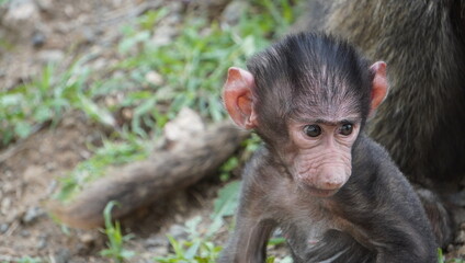 An intense look of a baby baboon.