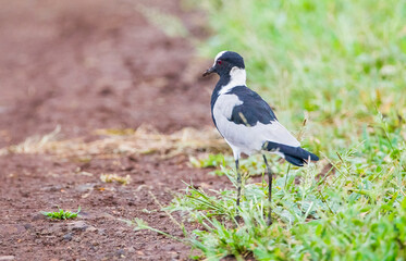 Blacksmith lapwing (Vanellus armatus) is a bird that spreads from Kenya and Tanzania to south and southwest Africa.