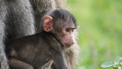 Baby baboon curiouse about something.