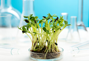 Microgreens in a petri dish on the background of many chemical flasks. Studying the beneficial...