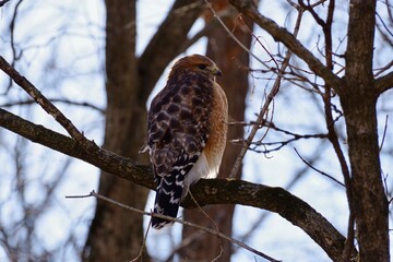 Red Shouldered Hawk 3
