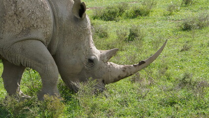 Close up of a white rhino grazing.