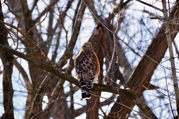 Red Shouldered Hawk