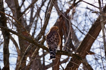 Red Shouldered Hawk Stalking Prey