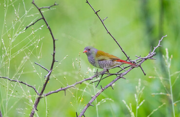 Green-winged pytilia (Pytilia melba) is an African song bird.