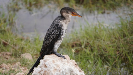  cormorant basking in the morning sun.