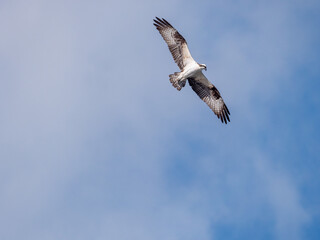 osprey in flight