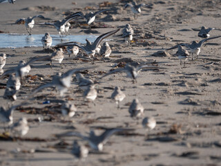 sanderling on the beach in florida