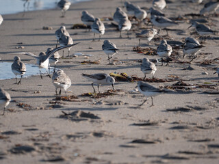 sanderling on the beach in florida