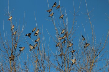 Winter in Vorhol village, Ukraine