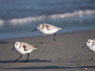 sanderling on the beach in florida