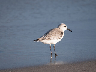 sanderling on the beach in florida