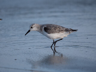 sanderling on the beach in florida