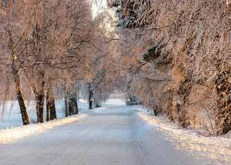 a wonderful sunny winter day, trees covered with white frost and grass stalks in the fields, a...