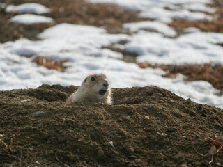 Prairie Dogs in the snow in Colorado
